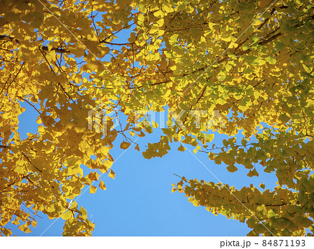 銀杏が黄葉色づく晴天の秋晴れ 84871193