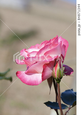 バラの花 ニコール バラの花 ニコール 84871344
