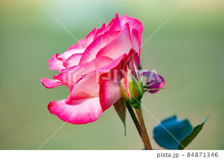 バラの花 ニコール バラの花 ニコール 84871346