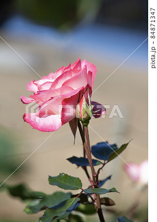 バラの花　ニコール 84871347