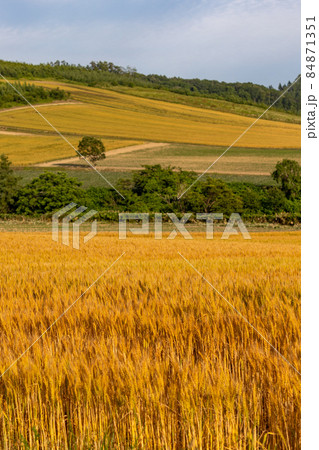 小麦畑 84871351
