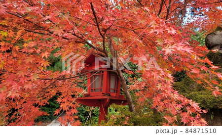 紅葉が見頃になった神社の境内に佇む朱色の灯篭・11月初旬の紅葉 紅葉が見頃になった神社の境内に佇む朱色の灯篭・11月初旬の紅葉 84871510