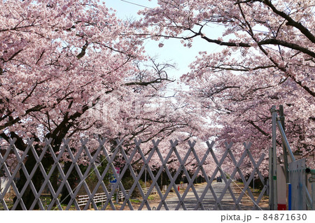 夜の森公園の桜（福島県・富岡町） 84871630