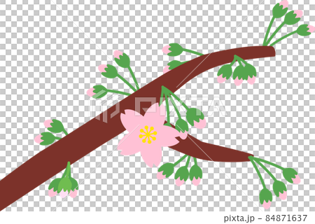 Cherry blossoms blooming 84871637