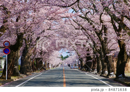夜の森公園の桜（福島県・富岡町） 84871638