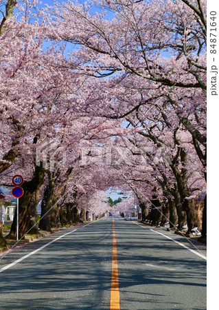 夜の森公園の桜（福島県・富岡町） 84871640