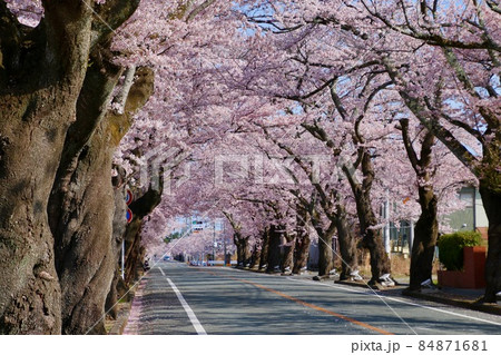 夜の森公園の桜（福島県・富岡町） 84871681