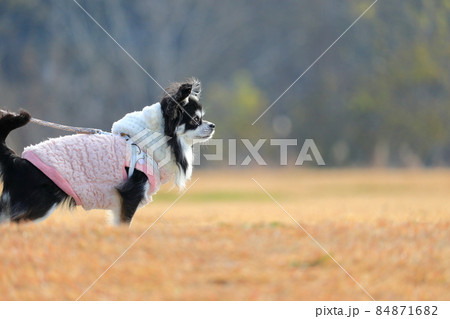犬服　セーターを着た犬　チワワ 84871682