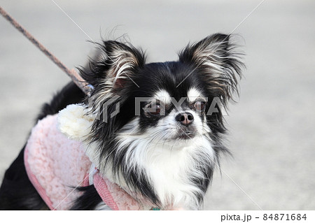 可愛い犬のアップ　チワワ 84871684