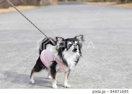 威嚇　吠える　臆病な犬　チワワ 84871685