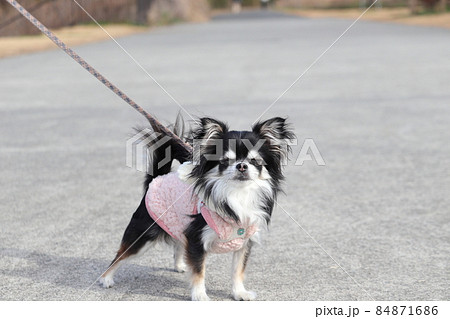 可愛い顔をする犬 チワワの写真素材