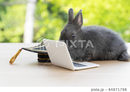 Newborn tiny bunny grey rabbit with graduation cap looking at small laptop while sitting on the wood Newborn tiny bunny grey rabbit with graduation cap looking at small laptop while sitting on the wood 84871798