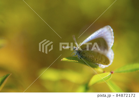 葉にとまる小さな蝶（チョウ） 84872172