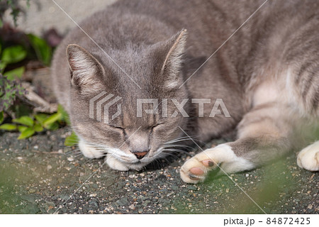 くつろぐネコ 84872425