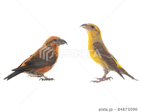 male red crossbill and female isolated on white background, studio shot 84873090