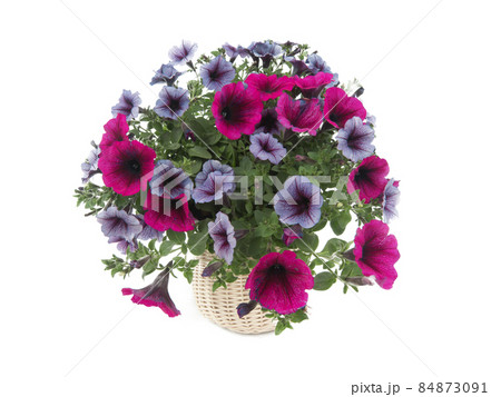 petunia bouquet isolated on white background 84873091