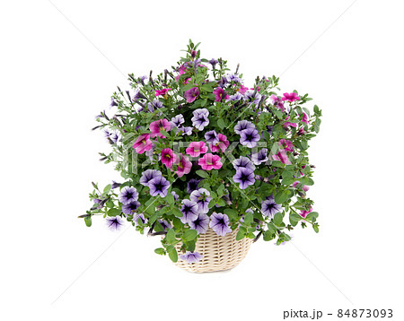 petunia bouquet isolated on white background 84873093