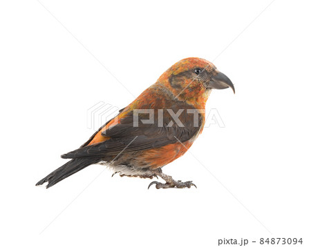 male red crossbill isolated on white background, studio shot 84873094