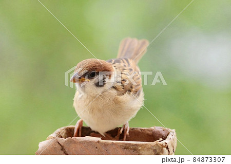 スズメの巣立ち雛　自分で餌をとれるようになりました 84873307
