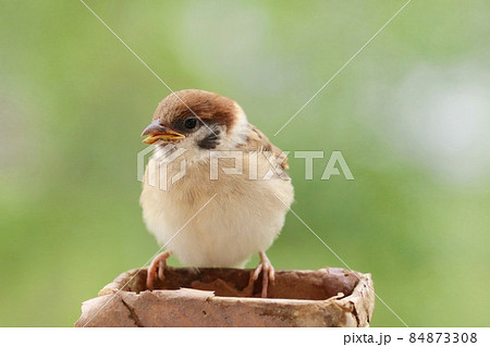 スズメの巣立ち雛　自分で餌をとれるようになりました 84873308