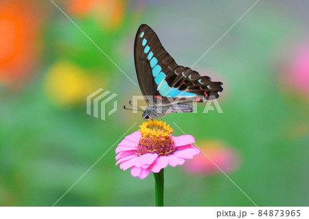 アオスジアゲハ 84873965