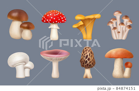 Mushroom realistic. Harvest forest plants chanterelle white mushrooms fungus decent vector collection set isolated 84874151