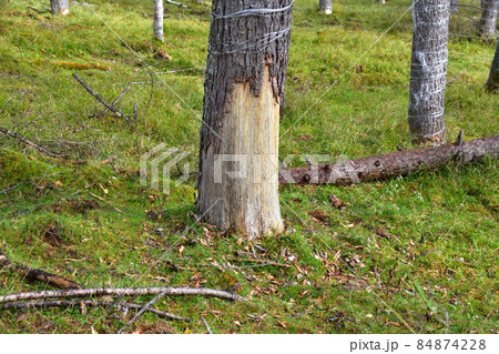 剥皮被害 剥皮被害 84874228