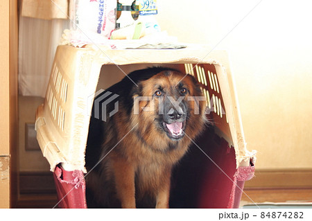 クレートに入る大型犬　シェパード 84874282