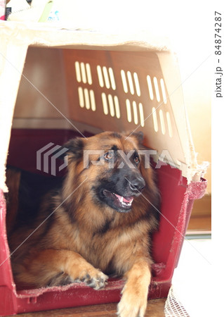 クレートに入る大型犬 シェパード クレートに入る大型犬 シェパード 84874287