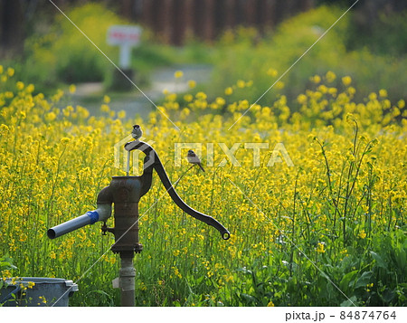 早春の菜の花畑と手押しポンプに止まる雀 84874764