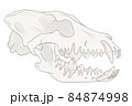 犬の歯と顎の骨　解剖学イラスト　犬の骨格 84874998