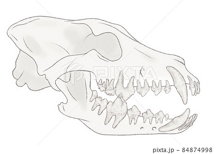 犬の歯と顎の骨 解剖学イラスト 犬の骨格のイラスト素材