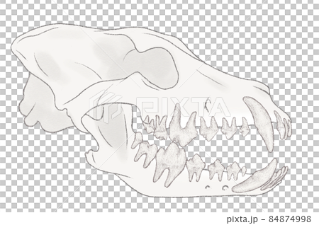 犬の歯と顎の骨 解剖学イラスト 犬の骨格のイラスト素材