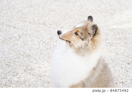 お座りしたシェトランドシープドッグの子犬のバストアップ 84875492