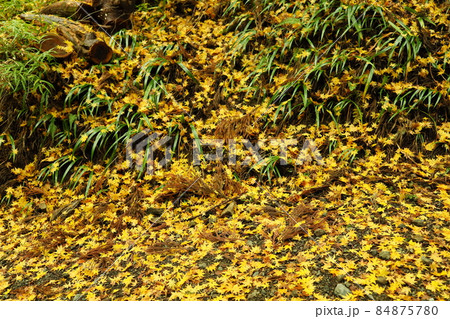 身延山久遠寺のもみじの落葉 84875780