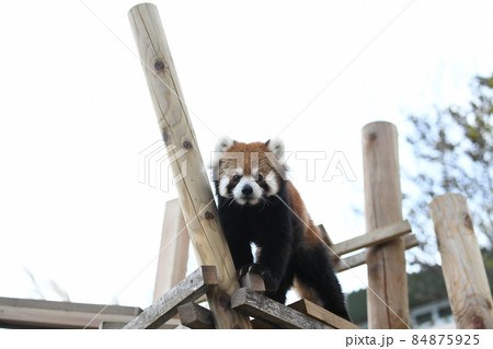 レッサーパンダ レッサーパンダ 84875925