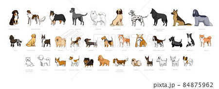 Dogs Breeds 84875962