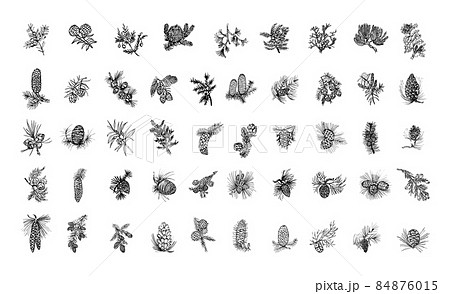 Coniferous Plants in Art Ink Style 84876015