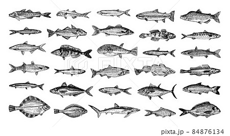 Sea Fish Illustrations in Art Ink Style Sea Fish Illustrations in Art Ink Style 84876134