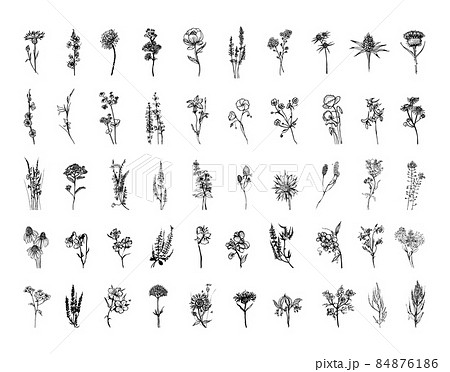 Meadow Flowers in Art Ink Style 84876186