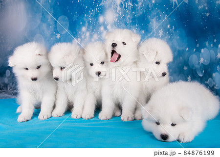 White six fluffy small Samoyed puppies dogs are sitting on blue blanket White six fluffy small Samoyed puppies dogs are sitting on blue blanket 84876199