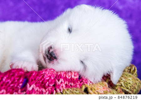 White fluffy small Samoyed puppy dog in a Christmas gift box White fluffy small Samoyed puppy dog in a Christmas gift box 84876219