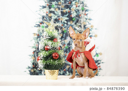 クリスマスツリーとサンタの衣装を着たロシアントイテリア 84876390