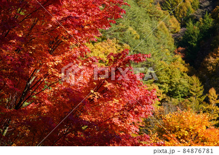 もみじ湖の紅葉（長野県箕輪町） 84876781