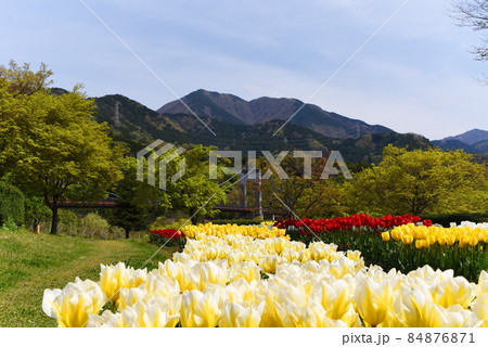 チューリップの花 84876871