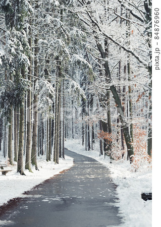 Curving road through a forest on a winter day 84876960