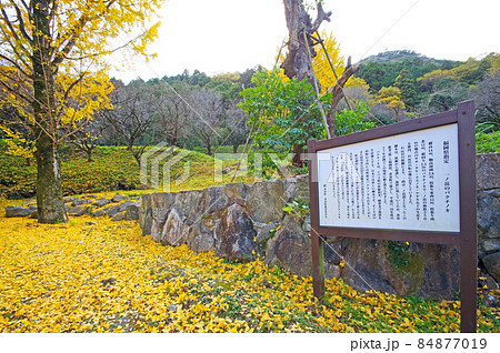 福岡県香春町の天然記念物一ノ岳のバクチノキ 84877019