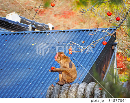 民家の屋根の上で柿の実をとって食べる野生の猿 民家の屋根の上で柿の実をとって食べる野生の猿 84877044
