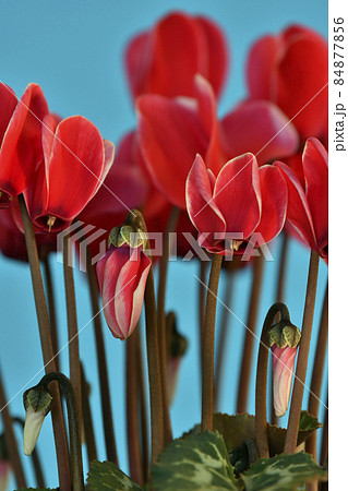 炎の花 赤いシクラメン ( fix撮影 ) 炎の花 赤いシクラメン ( fix撮影 ) 84877856