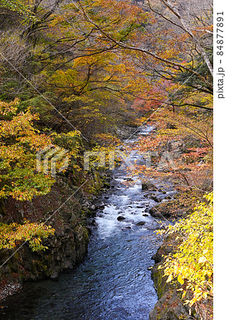 日原川の紅葉 84877891
